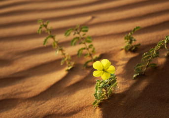 Desert Flowers