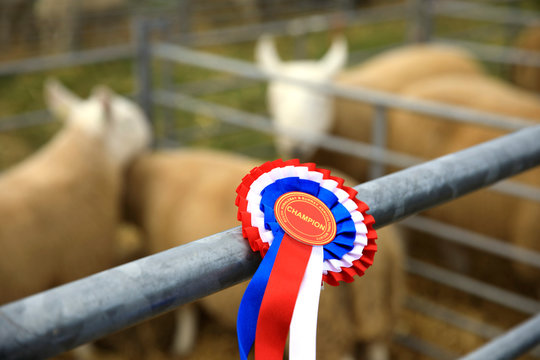 Orkney (Scotland), UK - August 05, 2018: A medal's sheeps at annual agricultural shows, Orkney, Scotland, Highlands, United Kingdom