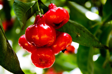 Sri Lankan Local Fruit 001