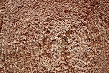 Hintergrund - Nahaufnahme von Jahresringen einer frisch gefällten Kiefer