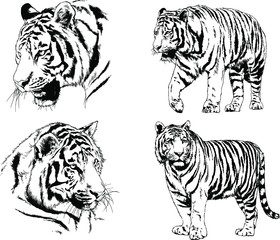 set of vector drawings on the theme of predators tigers are drawn by hand with ink tattoo logos