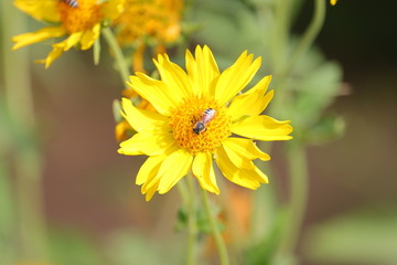 honeybee pollinating a yellow wild flower in garden