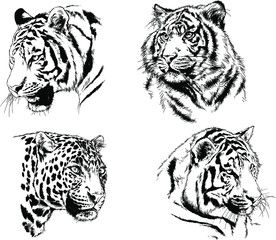 set of vector drawings on the theme of predators tigers are drawn by hand with ink tattoo logos