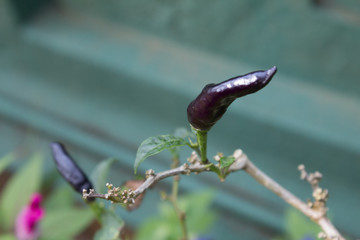 Black Chilli 002