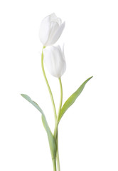 Two white Tulips isolated on white background.