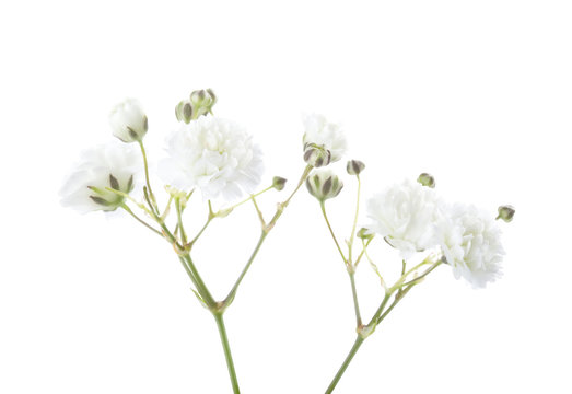 Closeup of small white Gypsophila (Baby's-breath) flowers isolated on white background.