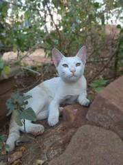 Obraz premium cat in garden
