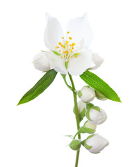 Sprig with Jasmine flower (Philadelphus), green leaves and buds isolated on white background. Selective focus.
