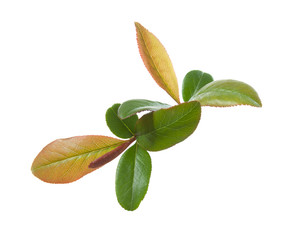 Obraz premium Fresh green spring leaves of Chaenomeles isolated on white background.