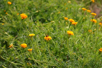 A worker honeybee pollinating a yellow marigold flower on marigold garden