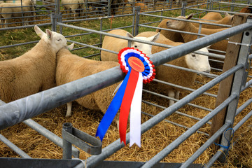 Orkney (Scotland), UK - August 05, 2018: A medal's sheeps at annual agricultural shows, Orkney, Scotland, Highlands, United Kingdom