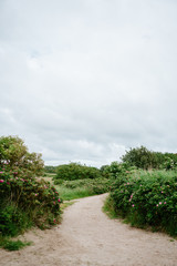 Fototapeta na wymiar Sandy beach pathway through rose hip flowers on a cloudy day 
