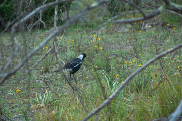 Magpie amongst the grass