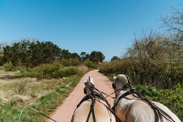 Two horses pulling a carriage through a small pathway on a sunny day, blue sky