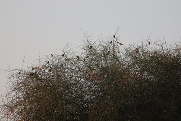 Obraz premium A group of sparrows birds sitting on desert tree
