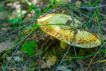 Mushroom in a summer forest on dry land