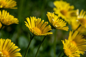 yellow daisies on  Gran Sasso and Monti della Laga National Park.