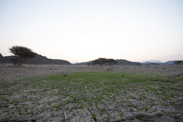 Wadi Shawka Dam Green Grasses
