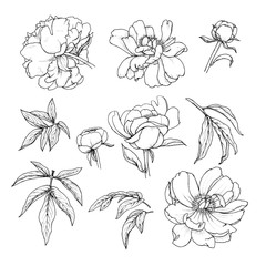 Peonies flowers and leaves, plant elements set, black and white vector illustration