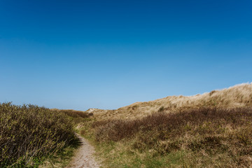 Fototapeta na wymiar Wide grass dune landscape, sunny day, blue sky, Amrum, Germany