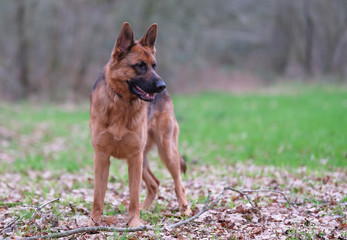 Portrait of a German Shepherd, 3 years old, standing in full body, in the forrest, autumn leafs on the ground