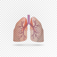 Realistic transparent human lungs. Right and left lung with trachea. Healthy lung. Respiratory system.