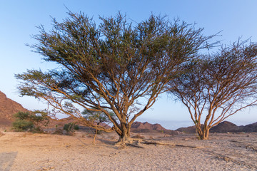 Desert Trees
