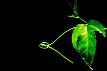 Passion fruit leaf on a black background