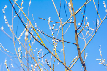 Blooming willow against the blue sky