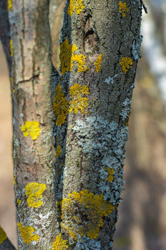 The trunk of an old tree with damaged bark and growths of yellow moss
