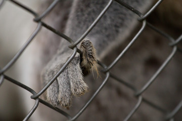 monkey in cage
