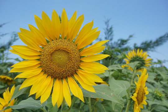 The picture of Sunflower at Gelagah Flowers Park, Yogyakarta