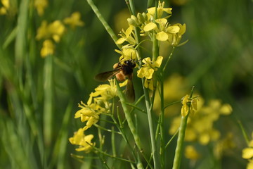 Selective Focus Of Yellow Mustard Flowers with a bee sitting On Green Colored Mustard Plant