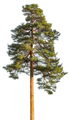 Tall pine tree isolated on white background.