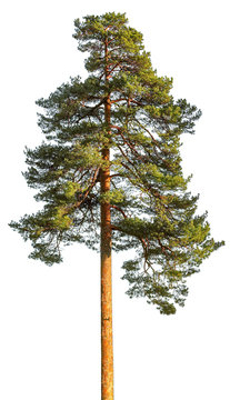 Tall Pine Tree Isolated On White Background.