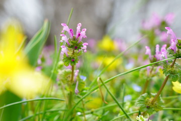 春の野に咲くホトケノザ