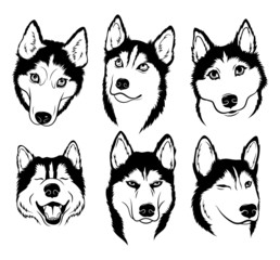 Set of Husky. Collection of pedigree dogs. Black and white illustration of a husky dog. Vector drawing of a pet. Tattoo. © Igor