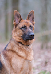 Portrait of a German Shepherd, brown and black, 3 years old, head portrait, selective focus, focus on eye. in the forrest