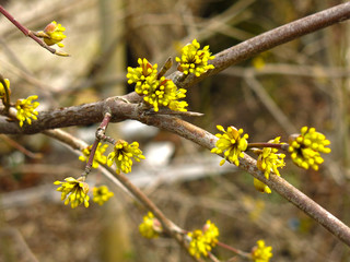 shrub with small yellow flowers in early spring