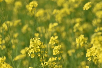 Mustard flower field in India in full blooming