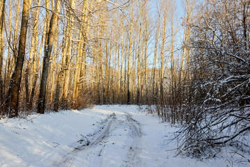 Small road or footpath covered by snow in winter. Snow track from car in forest lanscape