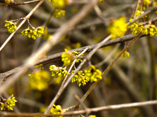 shrub with small yellow flowers in early spring