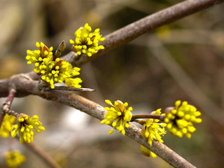 shrub with small yellow flowers in early spring