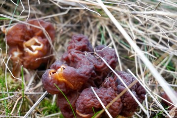 First spring mushrooms Morel, true Morchella or Black Morel Mushroom, Gyromitra esculenta in the forest