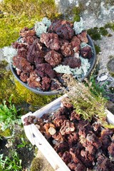 First spring mushrooms Morel, true Morchella or Black Morel Mushroom, Gyromitra esculenta on wooden box on natural background