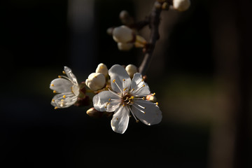Fototapeta na wymiar bloomming tree