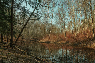 Autumn in a beautiful forest