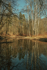 Fototapeta na wymiar Reflections of birch trees in the river