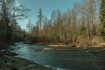 Small river flowing through the spring forest