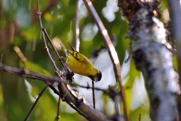 Yellow bird ( Spinus spinus),in the Taiwan.